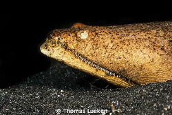 found in Lembeh; D200 by Thomas Lueken 